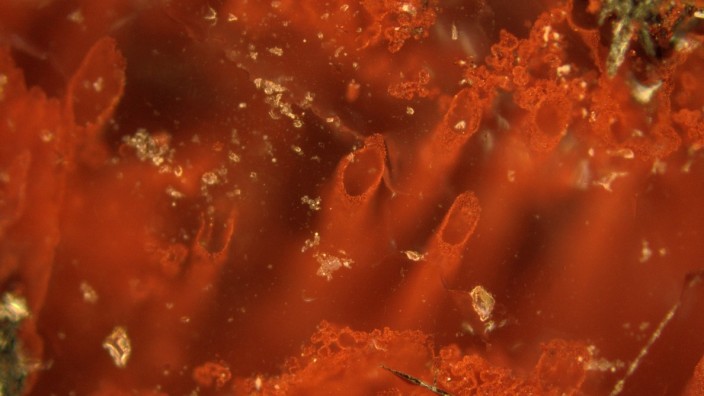 Evolution: Röhrenstrukturen im nordkanadischen Gestein deuten auf uralte Bakterienkolonien hin.