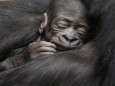A five-day-old gorilla sleeps in the arms of its ten-year-old mother N'Yokumi at an enclosure at the zoo in Zurich