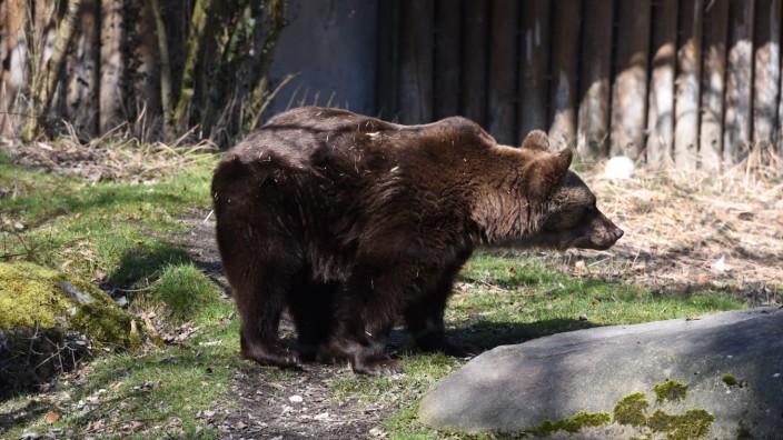 Wildtiermanagement: Ein Braunbär, hier ein Exemplar im Münchner Zoo, wurde im Landkreis gesichtet.