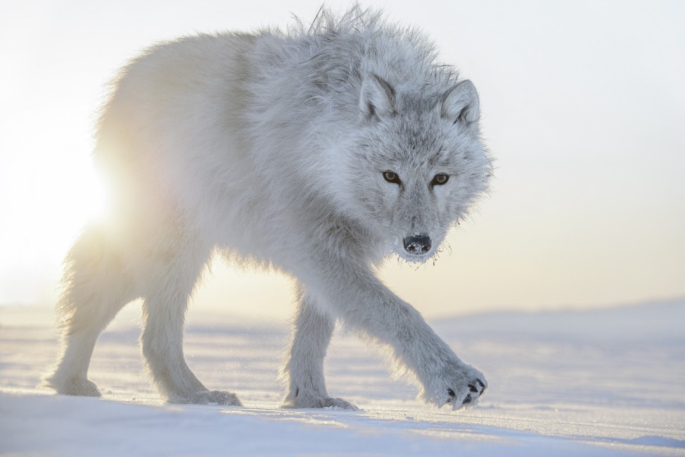 Polarwolf in der Arktis