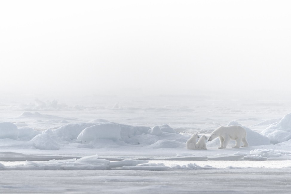 Arktis Eisbären