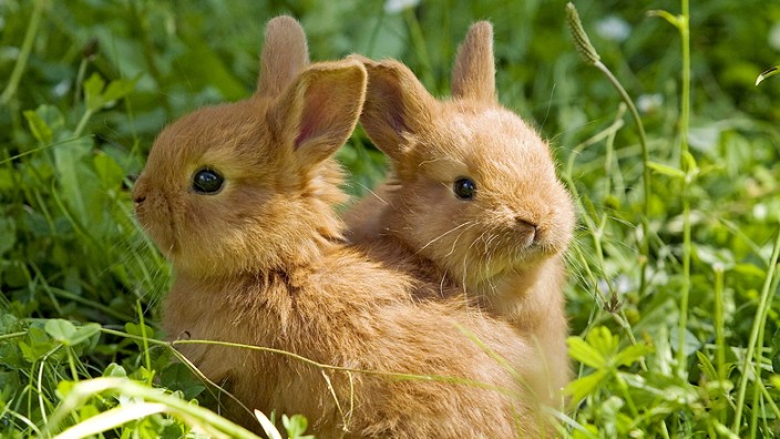 Kaninchen: Süüüß! Wenn es emotional wird, geht es oft um Tiere, auch in Brüssel.