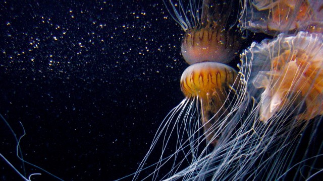 Zoologie: Tanzende Schönheiten unter Wasser, nur Glibber am Sand: Schirmquallen im Aquarium. Ihr Körper besteht zu 99 Prozent aus Wasser, manche Arten haben 30 Meter lange Tentakel.