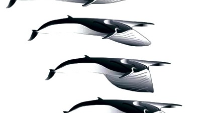 Wal-Fang: Finnwale verdoppeln bei der Nahrungsaufnahme ihr Volumen.
