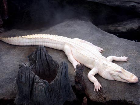 Albino-Krokodil  in San Francisco;dpa