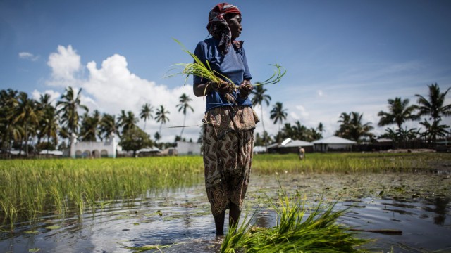 Regulierung: Wenn der Preis für Reis steigt, dann spüren das die Ärmsten der Welt zuerst.