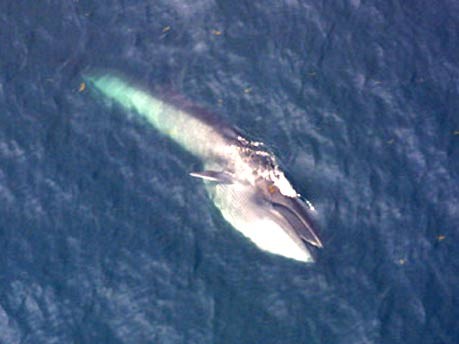 Wale