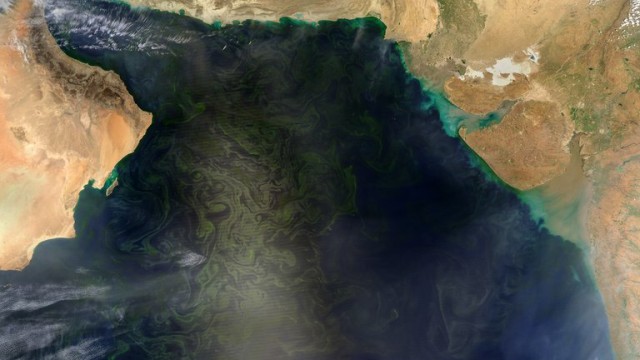 Algenblüte: Aufnahmen des Nasa-Satelliten Aqua-MODIS zeigen die gewaltigen Dimensionen der Algenblüte zwischen arabischer Halbinsel und Indien.