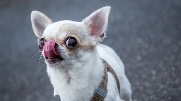 Des einen Freud, des anderen Leid: So ein Chihuahua kommt locker unter dem Zaun durch bei zwölf Zentimetern Bodenfreiheit.