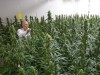 Cannabis Import Niederlande Rezept