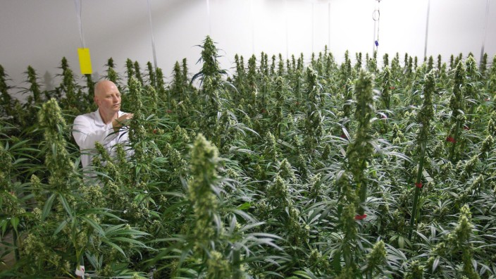 Cannabis Import Niederlande Rezept