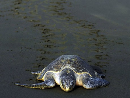Palasma-Schildkröten;Reuters
