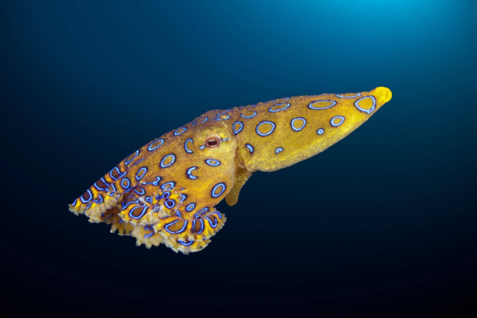 Giftiger Blauring Oktopus Hapalochlaena lunulata Ambon Molukken Indonesien Poisonous Blue Ring O