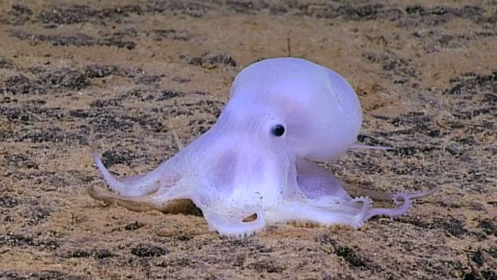 Oktopoden: Erst vor einigen Jahren wurde am Meeresgrund vor Hawaii dieser kleine Krake entdeckt, der seines Aussehens wegen Casper getauft wurde, er ähnelt einem bekannten Filmgespenst.