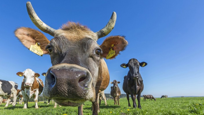 Allgäuer Kühe Braunvieh auf der Weide Blick in die Kamera Schwaben Bayern Deutschland Europa