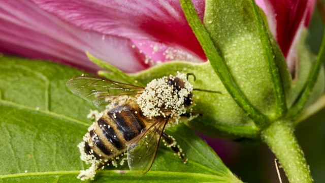 Biene in Malvenblüte, 2015