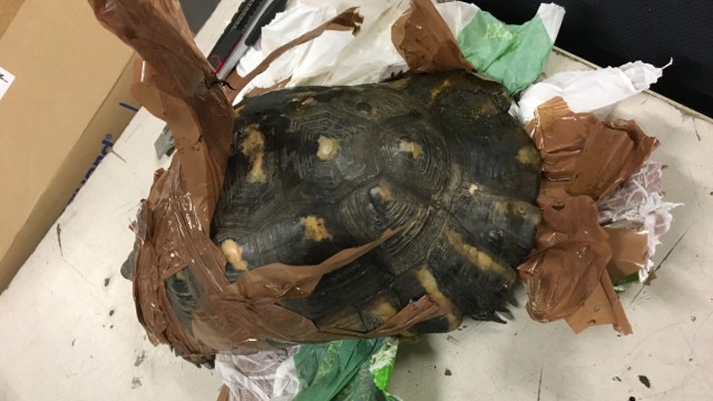 Zoll rettet mit Klebeband umwickelte Schildkröten aus Koffer