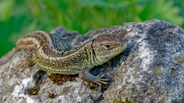 Umweltschutz: Ein Platz für seltene Tiere: Eine Zauneidechse sonnt sich auf einem Stein an der Würmschleife.
