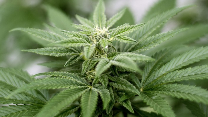 Suchtberatungsstelle Prop: Der Konsum von Marihuana ist bald legal. Die Prop-Beratungsstelle sieht die Legalisierung der Droge mit gemischten Gefühlen.