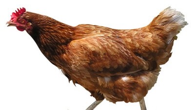 Tiere: Hühner beherrschen viele unterschiedliche Laute. Mit diesen können sie Küken locken oder vor Feinden warnen. Beim Gackern nach der Eiablage geht es darum, die Herde wiederzufinden.