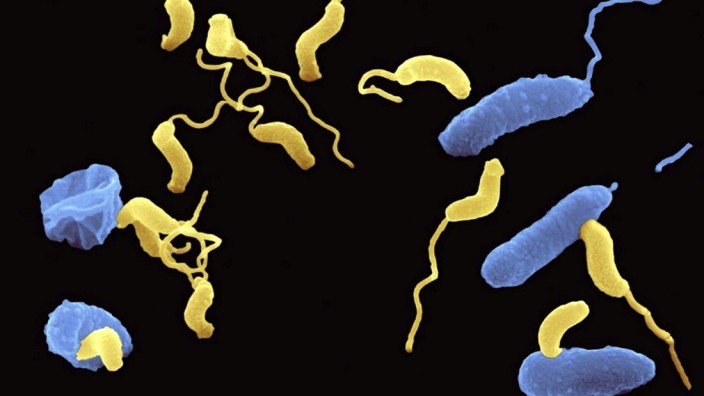 Bakterium kann Krankheitserreger killen