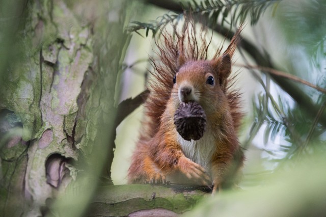 Eichhörnchen mit Beute