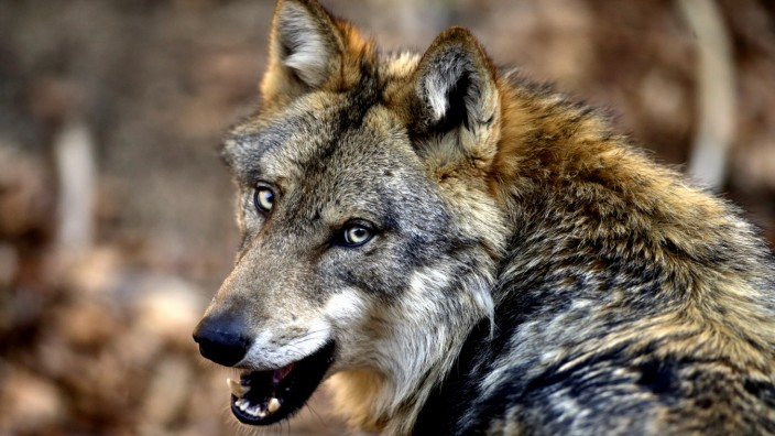 Der Wolf ist im Revier: Was, wenn Wölfe sich in die Städte vorwagen, wie die Füchse es längst tun?