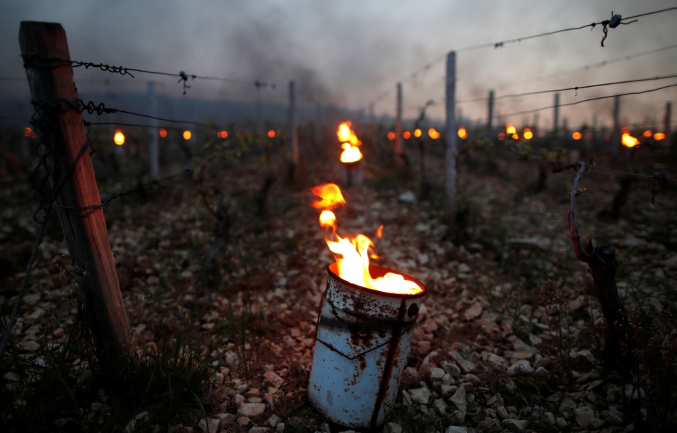 Heaters are lit early in morning to protect vineyards from frost damage outside Chablis