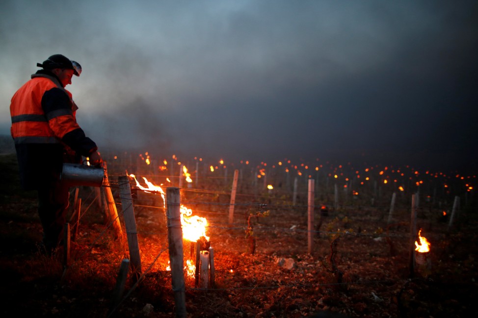 Workers and wine growers light heaters early in morning to protect vineyards from frost damage outside Chablis