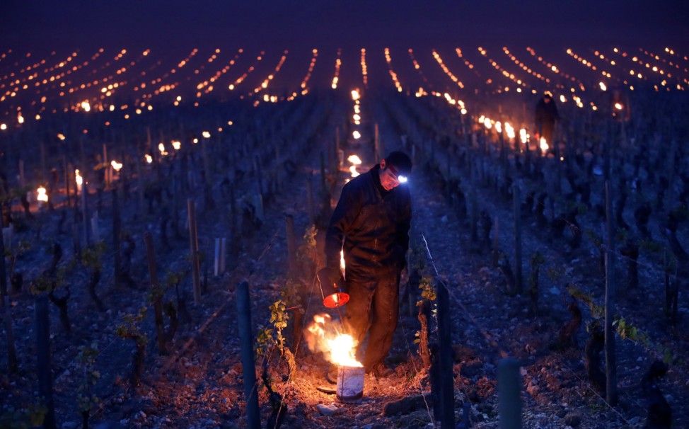 Workers and wine growers light heaters early in the morning to protect vineyards from frost damage outside Chablis