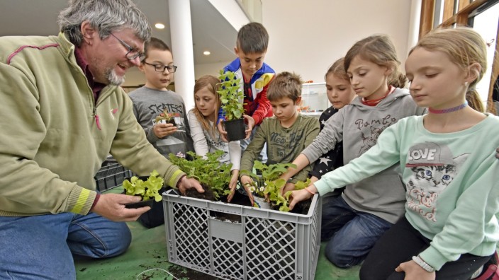 Fürstenfeldbruck: Zusammen mit dem Gärtner Ulrich Würstle lernen die Brucker Grundschüler, wie man Salat anbaut.