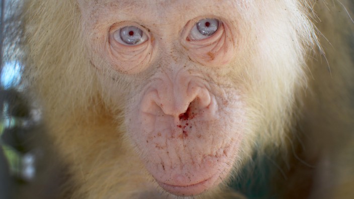 Albino Orang-Utan auf Borneo gefunden