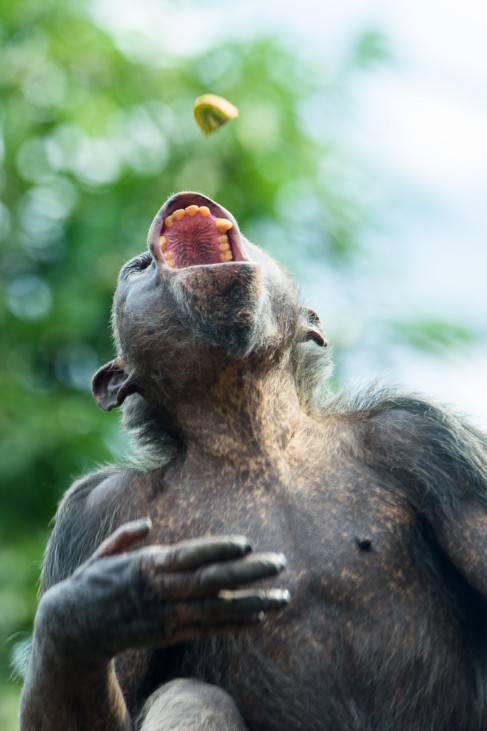 Fütterung bei Schimpansen