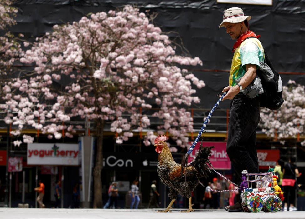 Martin Herrera,58, walks with his favorite rooster 'Paquito' in San Jose, Costa Rica