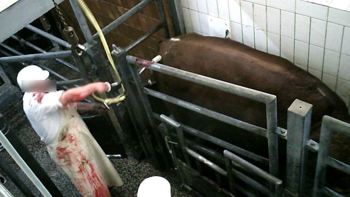 Tierquälerei: Die Metzger des Schlachthofes sollen seit Jahren immer wieder gegen den Tierschutz verstoßen haben