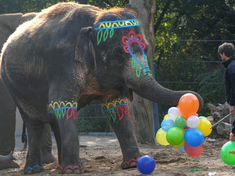 Elefantendame Schöpfi feiert 50. Geburtstag;dpa