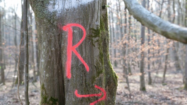 Ebersberger Forst: "R" markiert Gassen für Arbeitsfahrzeuge.