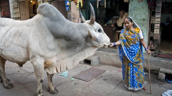 Indien: Heilige Rindviecher, für die es im indischen Bundesstaat Uttar Pradesh jetzt Sanitätswagen gibt.