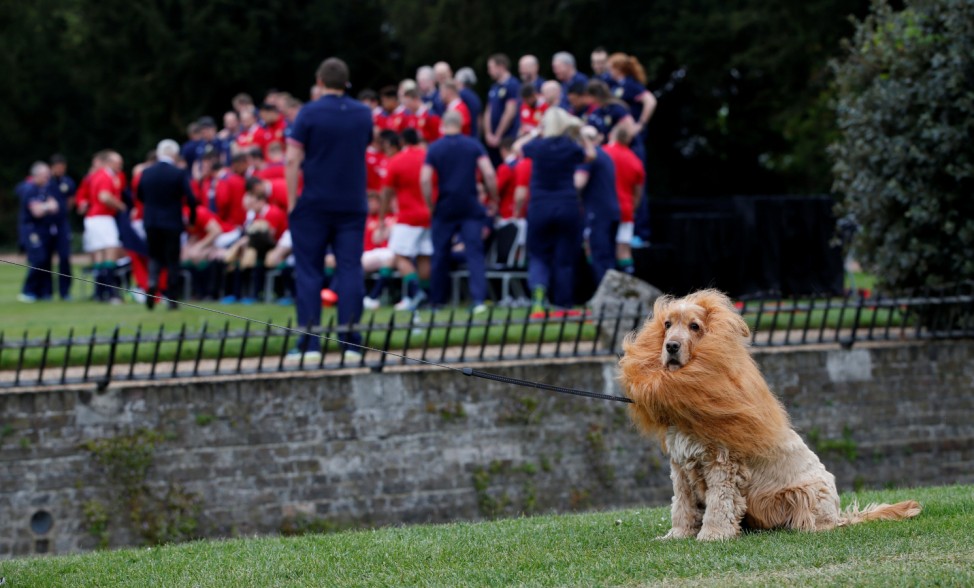 Lola the sheep dog dressed as a Lion sits as The British & Irish Lions team prepare for a team photo