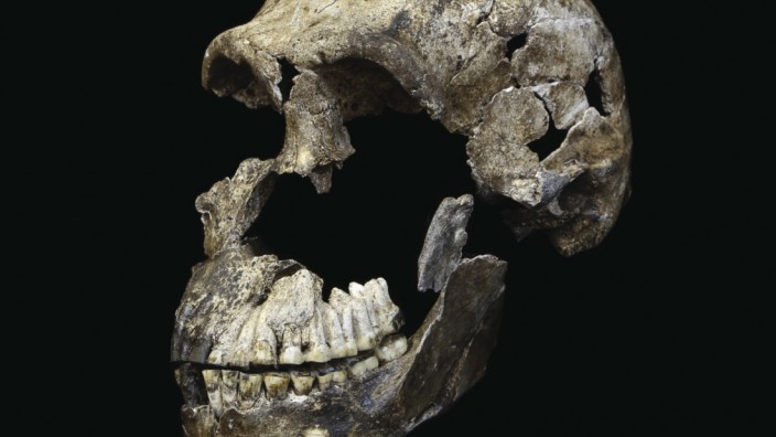 Anthropologie: Der Schädel war klein und kugelförmig: Der Homo naledi war ein Vorläufer des modernen Menschen mit erstaunlich kleinem Gehirn. Bestattete er schon seine Toten?