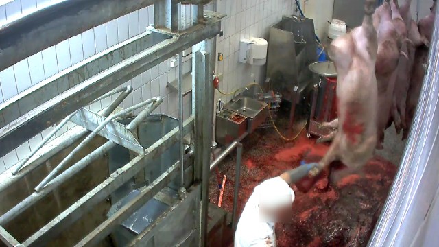 Als Konsequenz schockierender Bilder: Ein Metzger beim sogenannten Entbluten der Schweine im Fürstenfeldbrucker Schlachthof. Das Bild stammt aus dem Video der Tierrechtsorganisation Soko Tierschutz.