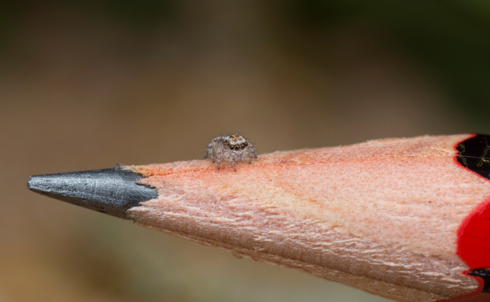 A juvenile specimen of the recently-discovered Australian Peacock spider, Maratus Albus, sits on the nib of a pencil in this undated picture taken in Western Australia's Nuytsland Nature Reserve