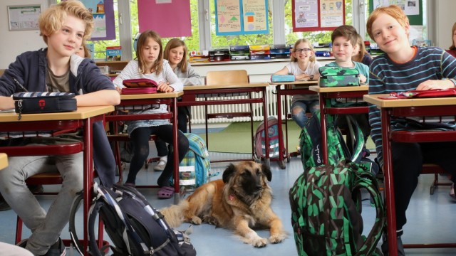 'Teddy' ist Schulhund in Gauting; An der Gautinger Grundschule: