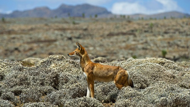 Abessinischer Fuchs Aethiopischer Wolf Canis simensis auf der Jagd Aethiopien Oromiya Bale Mo