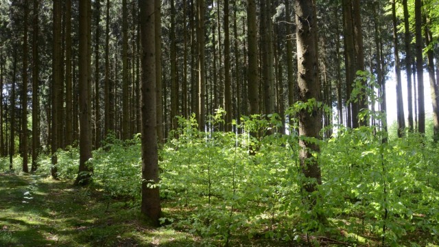 Tag des Baums: Der Wald von Leonhard Mösl in Ebertshausen bei Odelzhausen ist nach Ansicht des Forstamts beispielhaft, weil er dem Klimawandel das richtige Konzept eines widerstandsfähigen Mischwalds entgegensetzt. Damit schafft er auch nachhaltige Natur- und Erholungsräume.