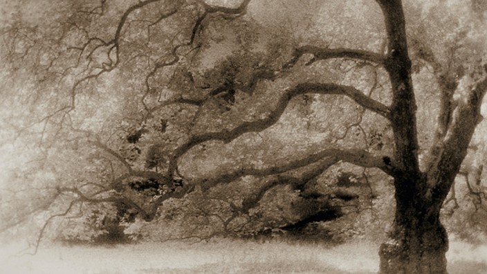 Baum in Cerisy La Salle, Frankreich, von Alexandra Vassilikian,