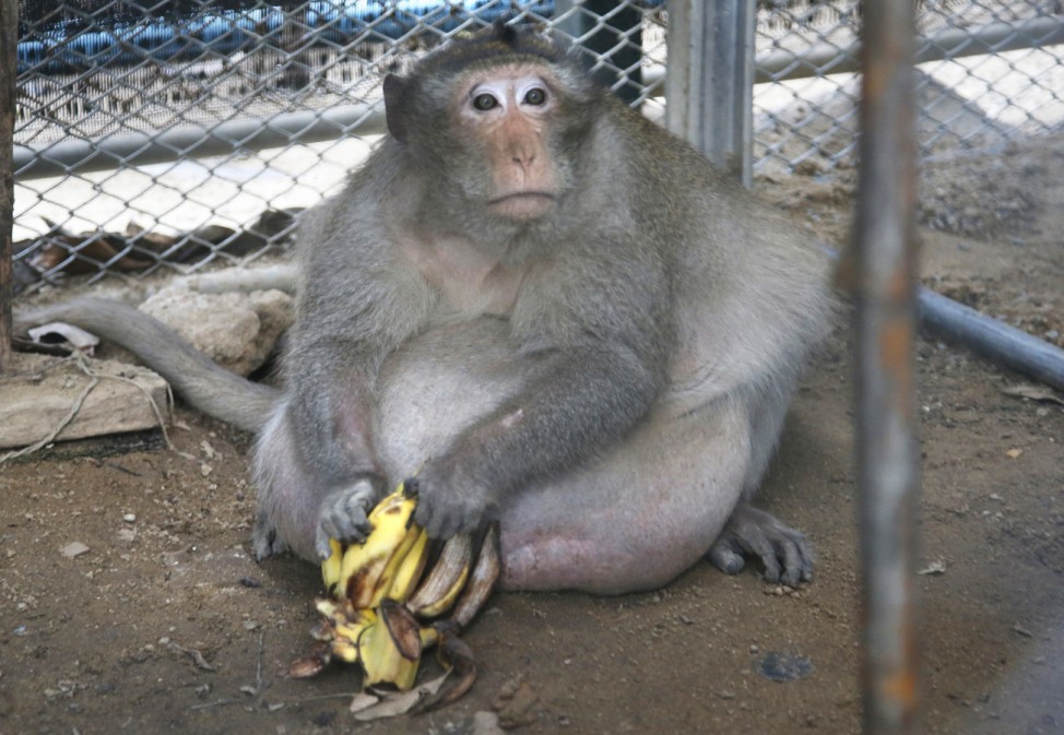 Diät für Affen in Thailand