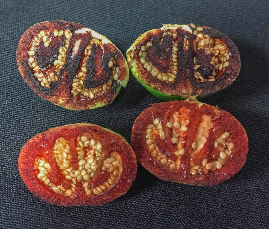 Tomatensorte Solanum ossicruentum