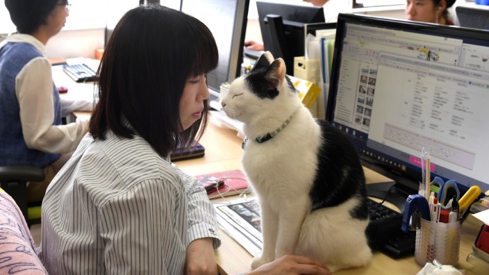Japan: Ein Tokioter IT-Unternehmen versucht, seinen gestressten Angestellten die langen Arbeitszeiten mit einer Katze leichter zu machen.