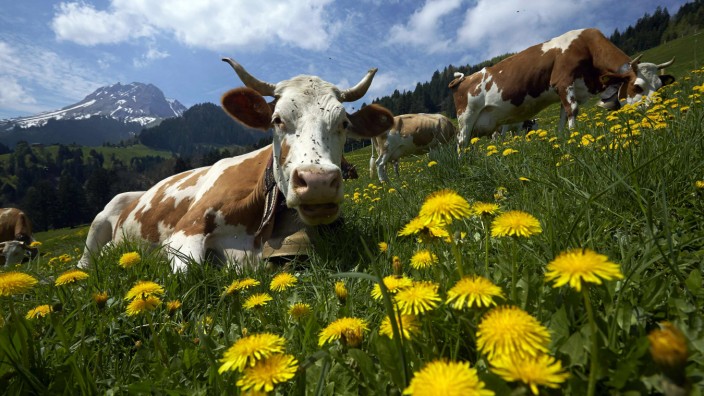 Cows graze on dandelion flowers on the Prooveta pasture on the first day of the season in Gruyere